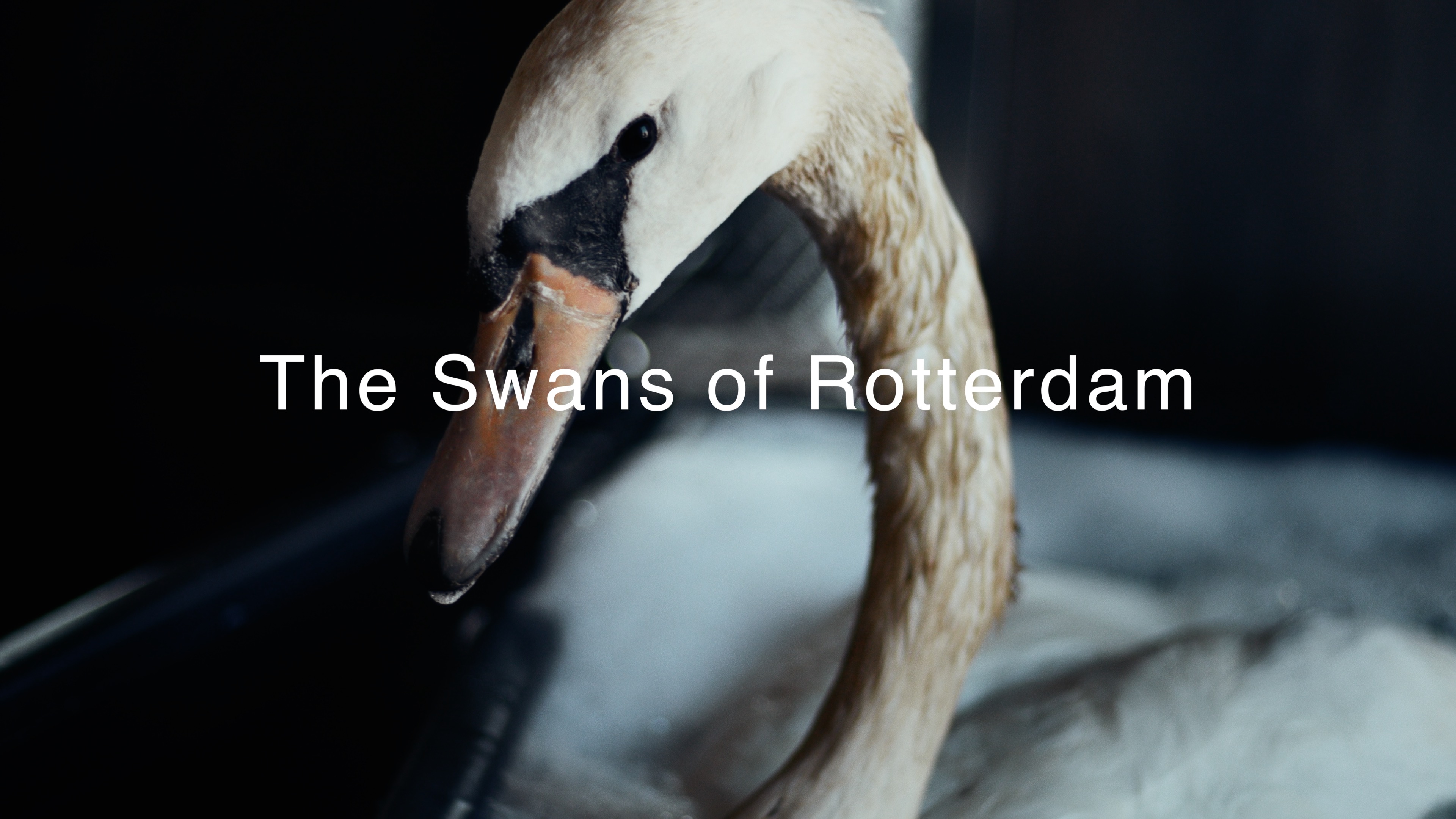 The Swans of Rotterdam