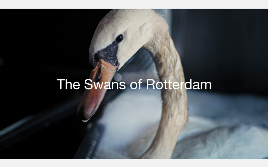 The Swans of Rotterdam